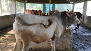ভোলায় কোরবানির জন্য ১ লাখ ৩ হাজার পশু প্রস্তুত
