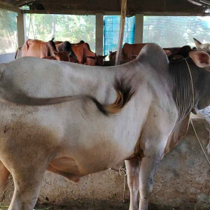 ভোলায় কোরবানির জন্য ১ লাখ ৩ হাজার পশু প্রস্তুত