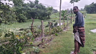চরফ্যাশনে জমি নিয়ে বিরোধে ব্যবসায়ীর শতাধিক গাছ কর্তন