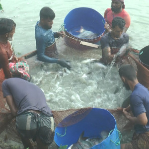 ভোলায় নদীর পানি দিয়ে মাছ চাষে নীরব বিপ্লব