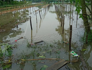 চরফ্যাশনের নিম্নাঞ্চল প্লাবিত জলাবদ্ধতায় লাখো মানুষ
