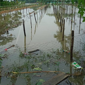 চরফ্যাশনের নিম্নাঞ্চল প্লাবিত জলাবদ্ধতায় লাখো মানুষ