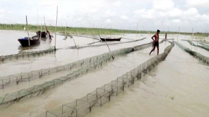 চরফ্যাশনে বিপজ্জনক চায়না রিং জালে দেশীয় মাছ বিলুপ্তির পথে