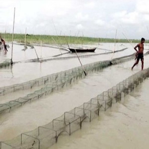 চরফ্যাশনে বিপজ্জনক চায়না রিং জালে দেশীয় মাছ বিলুপ্তির পথে