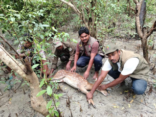 মনপুরায় লোকালয় থেকে মায়াবি হরিণ উদ্ধার