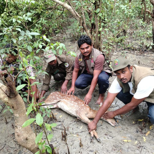 মনপুরায় লোকালয় থেকে মায়াবি হরিণ উদ্ধার