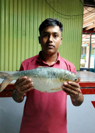 মনপুরার মেঘনায় জেলের জালে দুই কেজি ওজনের রাজা ইলিশ