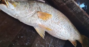 মনপুরায় মেঘনায় ১৬ কেজির কোড়াল, ২৪ হাজার টাকায় বিক্রি