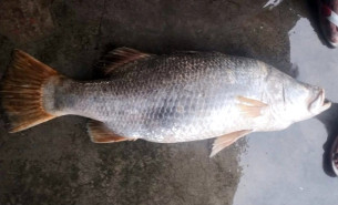 মনপুরা মেঘনার ১৪ কেজি ওজনের পঁচা কোরাল সাড়ে ১০ হাজার টাকায় বিক্রি