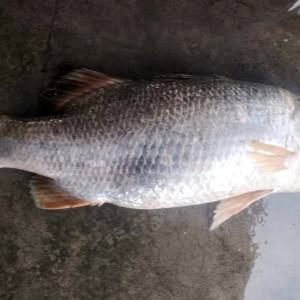 মনপুরা মেঘনার ১৪ কেজি ওজনের পঁচা কোরাল সাড়ে ১০ হাজার টাকায় বিক্রি