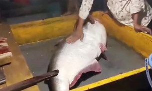 তজুমদ্দিনের মেঘনায় ২২ কেজির পাঙ্গাস ১৯ হাজারে বিক্রি