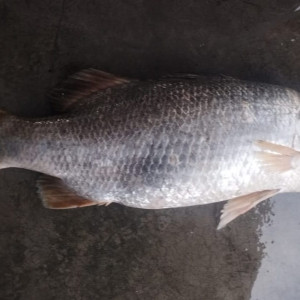 মনপুরার মেঘনায় ধরা পড়েছে ২৫ কেজির বিশাল কোড়াল