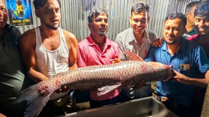 ভোলার মেঘনায় ২৪ কেজির ব্ল্যাক কার্প, বিক্রি ১৭ হাজার ৫০০ টাকায়