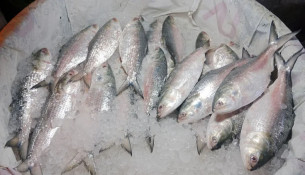 সরকারি উদ্যোগে বাড়বে ইলিশের উৎপাদন